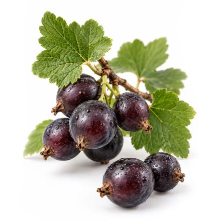 Die Jostabeere